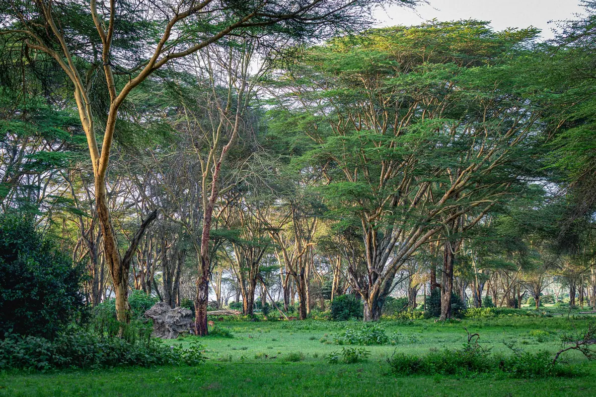 Yellow-barked acacia woodland and green lawn at the shore of Lake Naivasha