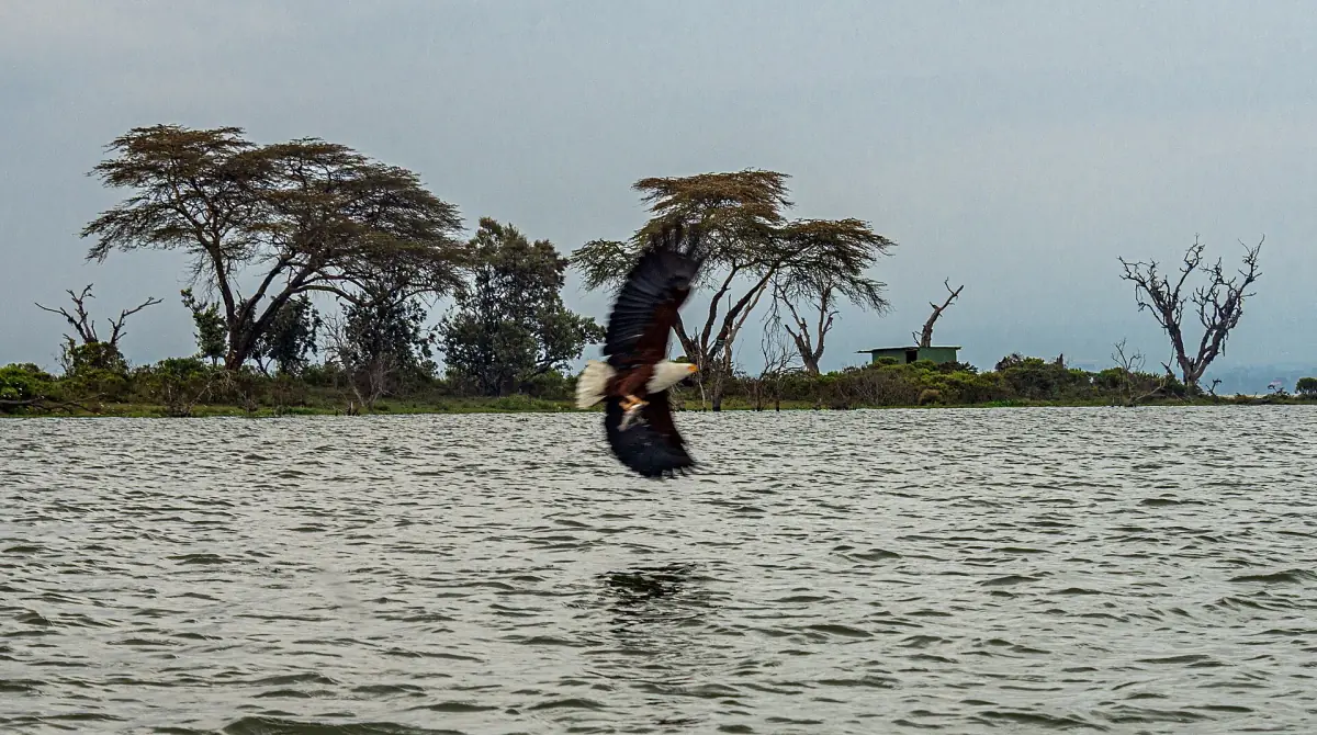 African fish eagle flying low over the lake near acacia trees