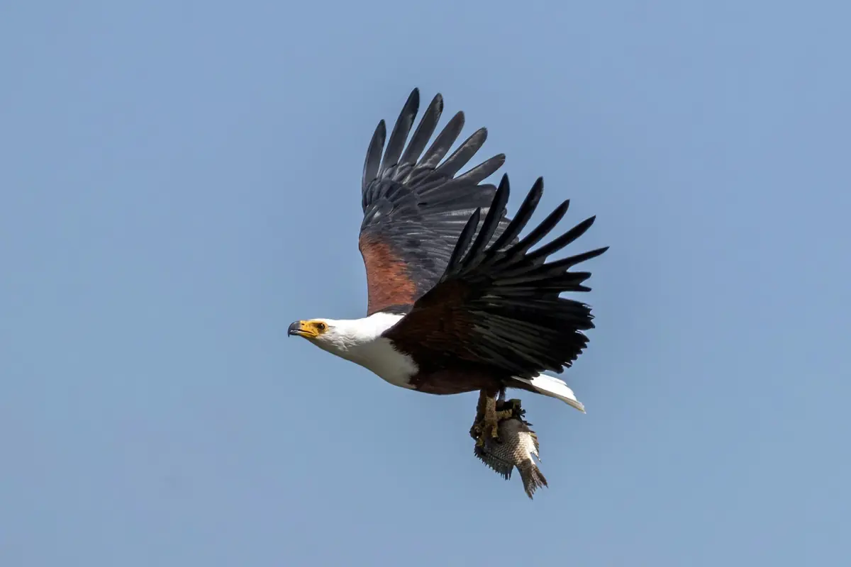African fish eagle in flight carrying a fish in its talons