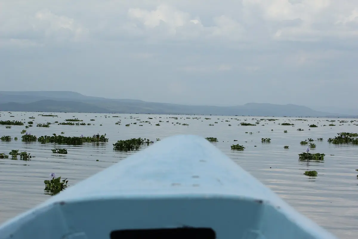 Bow of a small boat on Lake Naivasha among floating water plants