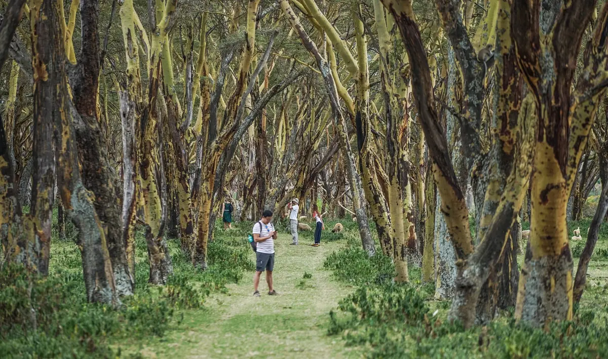Walking path through yellow fever tree woodland on Crescent Island