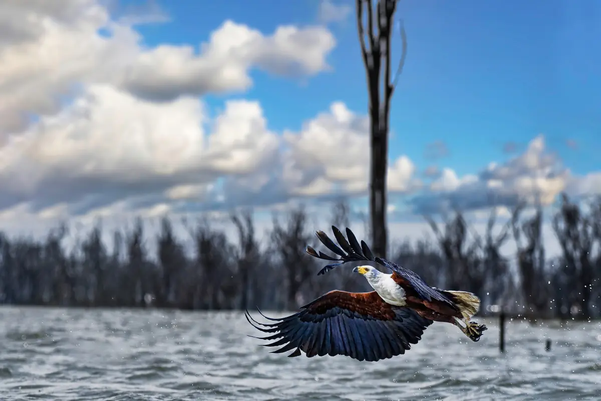 Fish eagle snatching prey from the water in front of dead trees