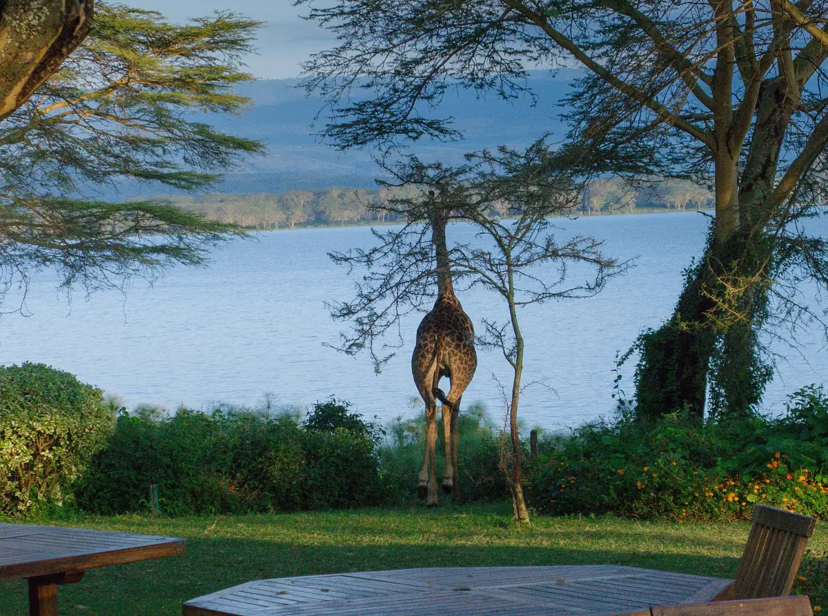 Giraffe at the lakeshore garden near Elsamere with trees and water behind