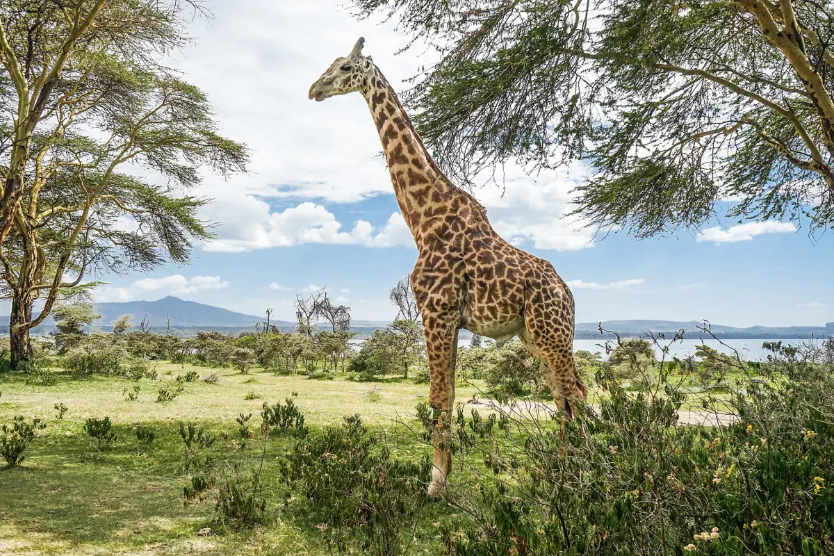Giraffe standing among acacias on Crescent Island with the lake behind