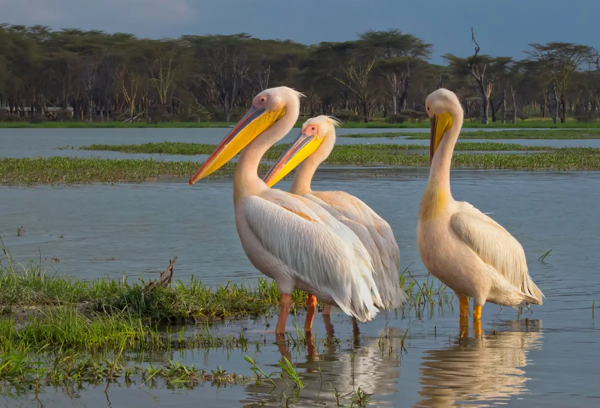Three great white pelicans standing in shallow water with acacias behind