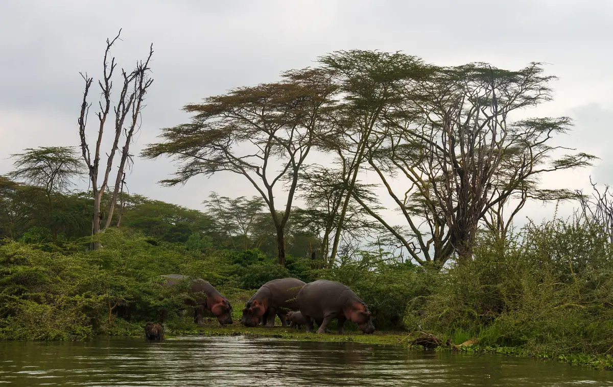 Group of hippos feeding under acacia trees at the edge of Lake Naivasha