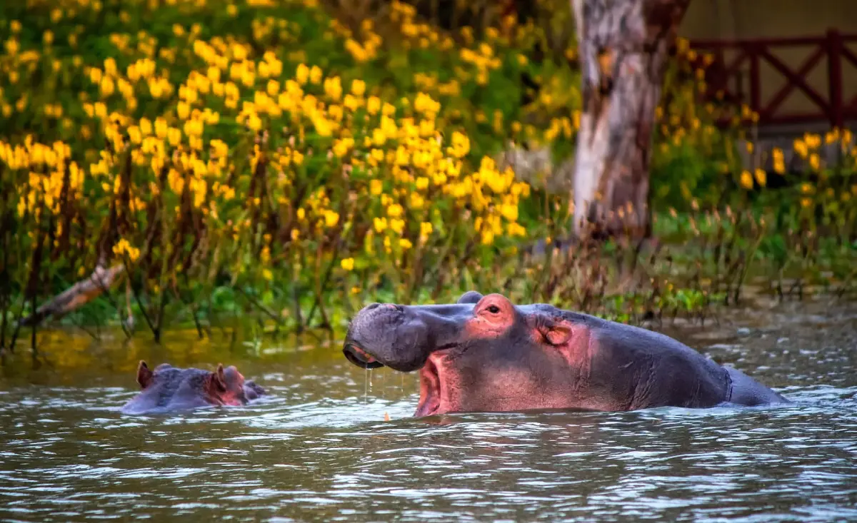 Hippo with open mouth in the water of Lake Naivasha near yellow flowers