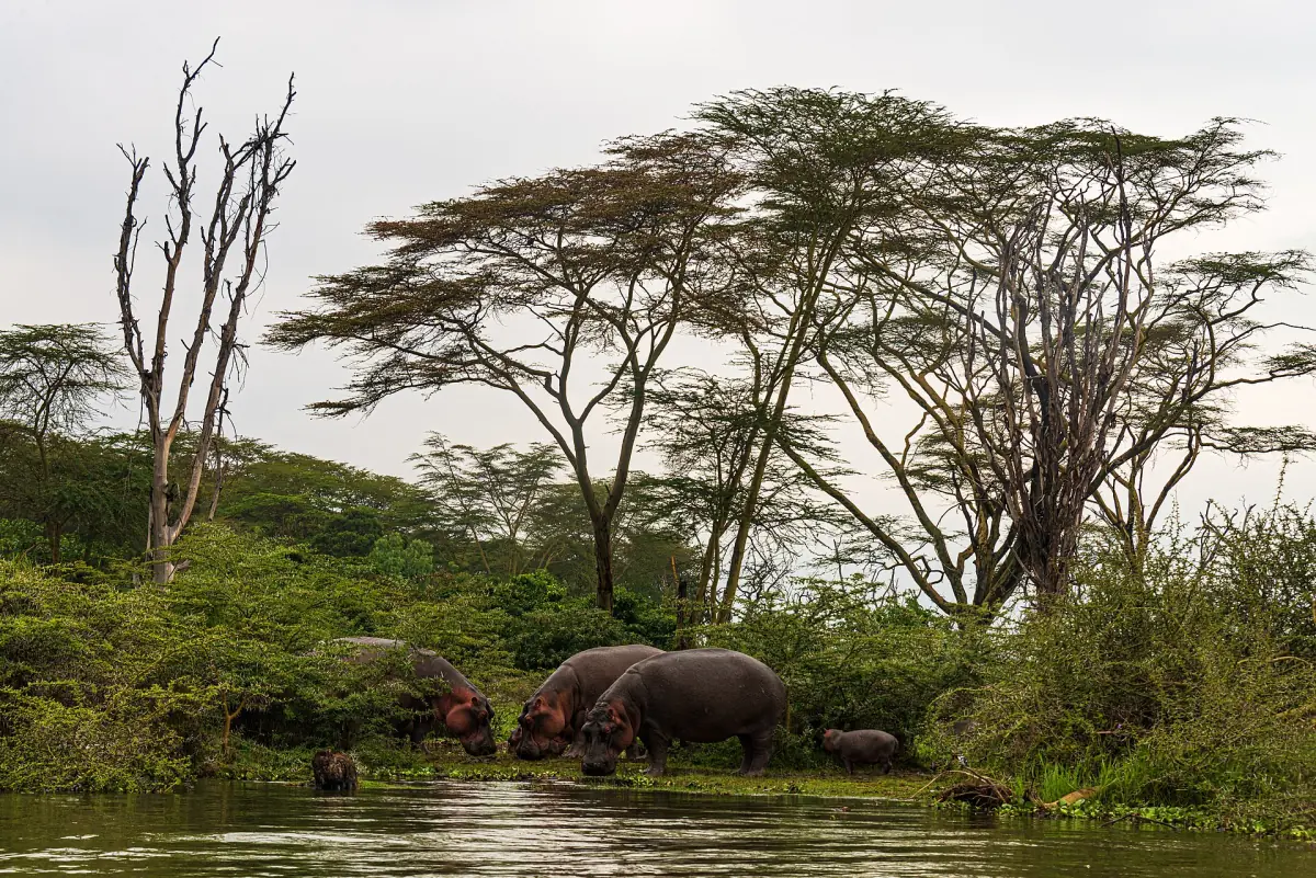 Hippos with young grazing on the shore of Lake Naivasha