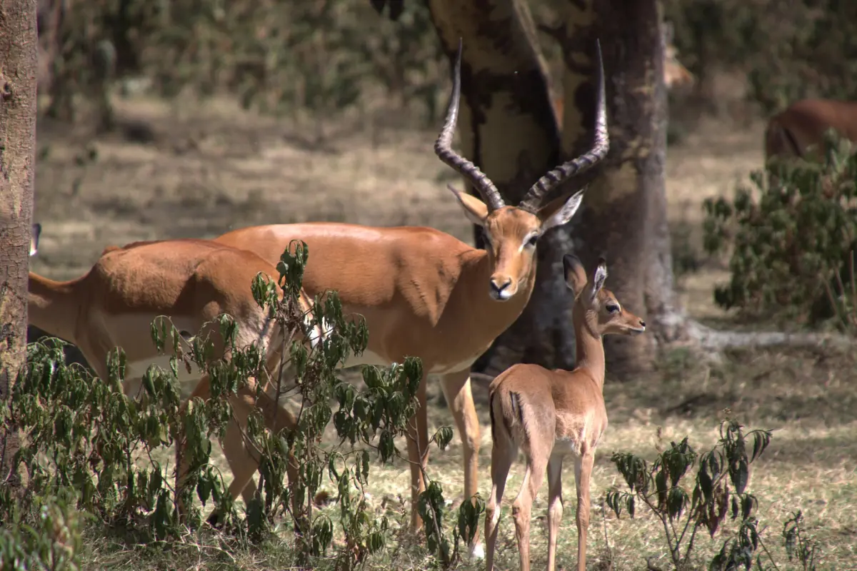 Impala with a young animal in the bush on Crescent Island