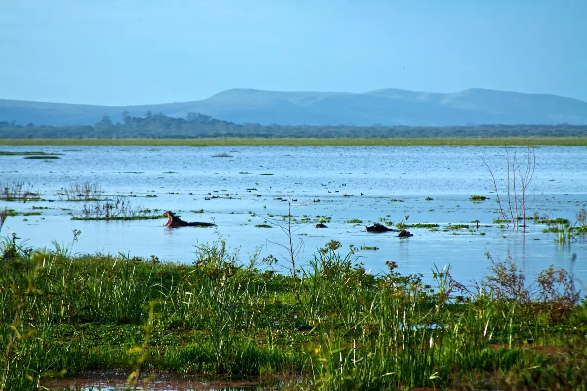 Hippos in the shallow blue water of Lake Naivasha with green shore and hills
