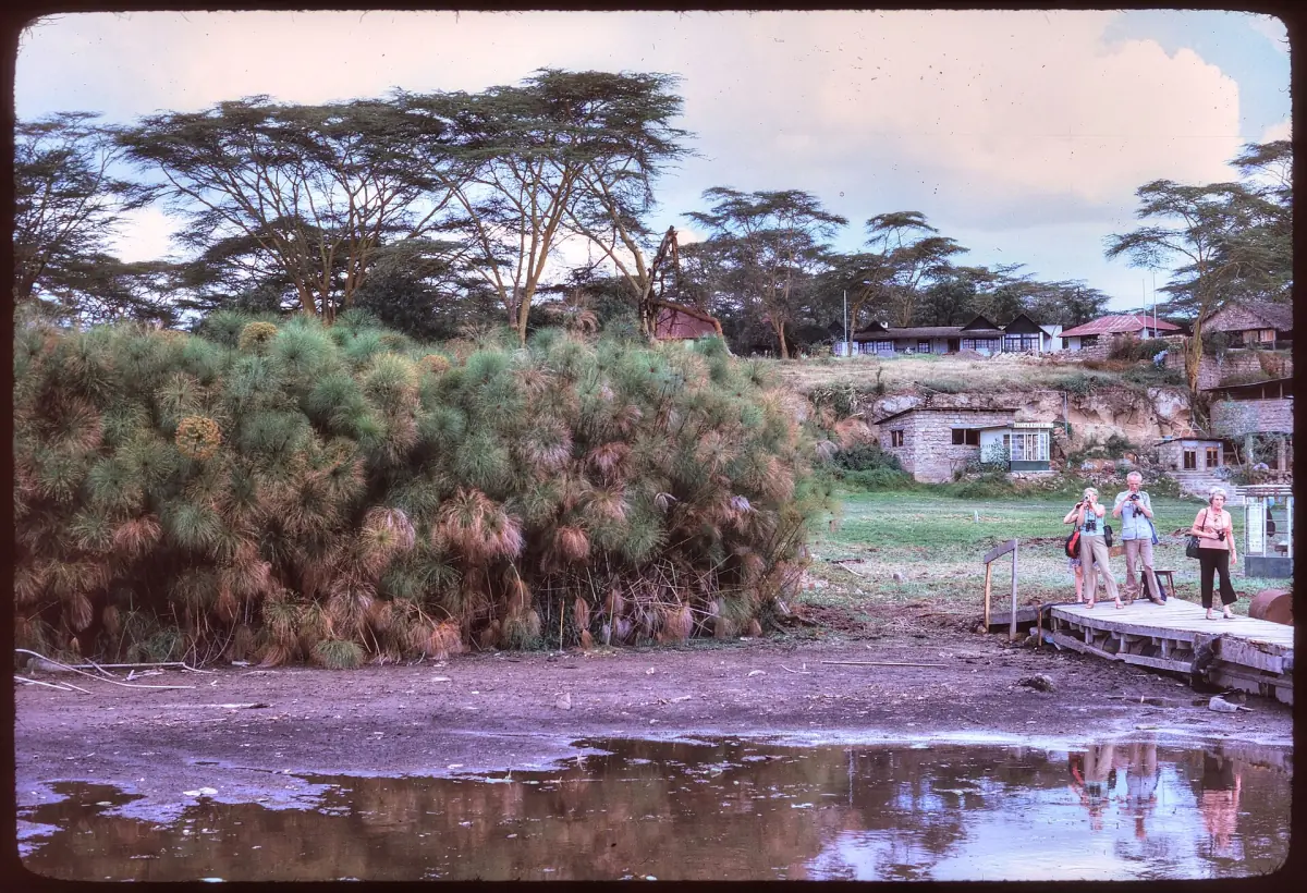 Papyrus and a landing stage on Lake Naivasha in an old 1973 slide