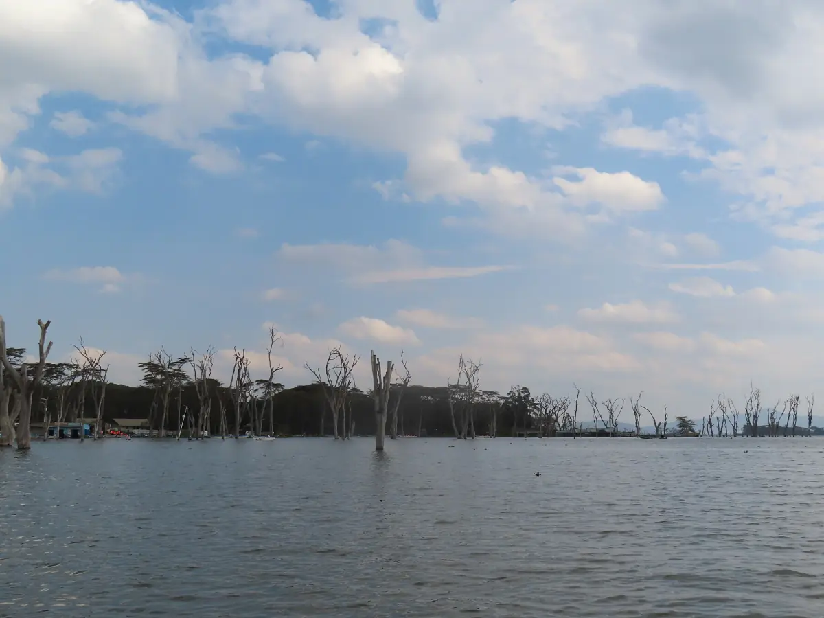 Cumulus clouds over Lake Naivasha with dead trees along the shore