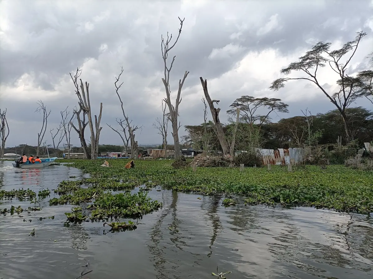 Dead trees, moored boats and water plants along the shore of Lake Naivasha