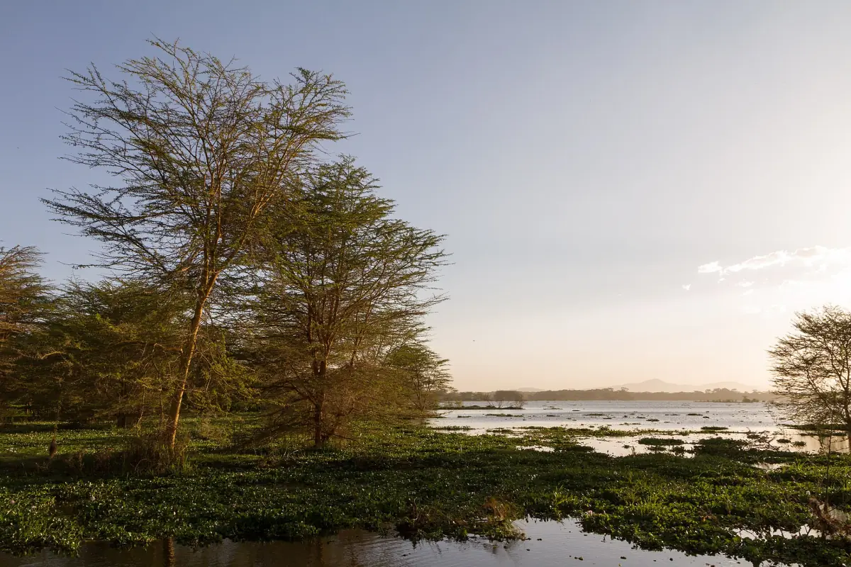 Sunset over the water of Lake Naivasha seen between acacia trees