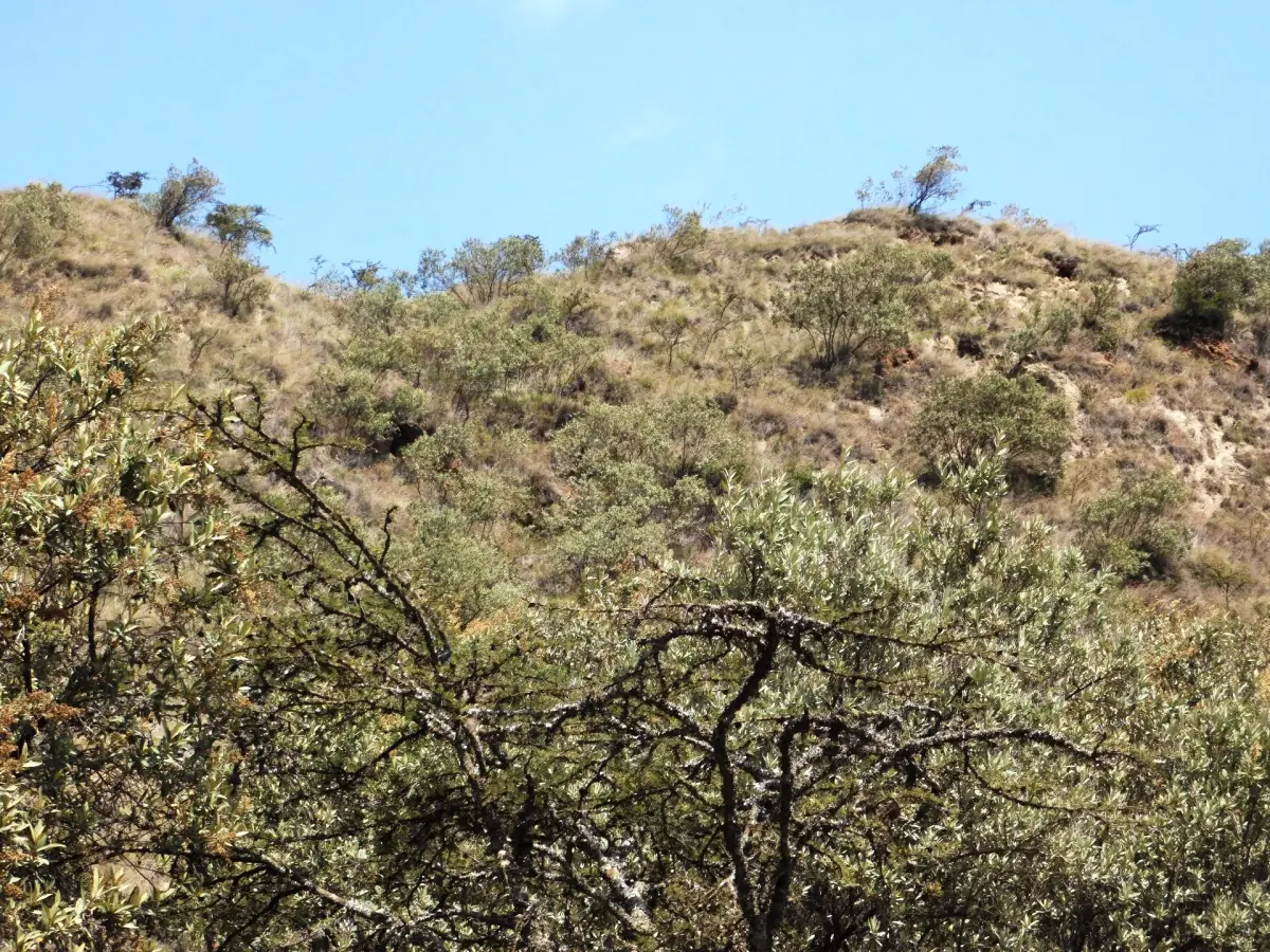 Mount Longonot volcano rising above the plain of the Rift Valley
