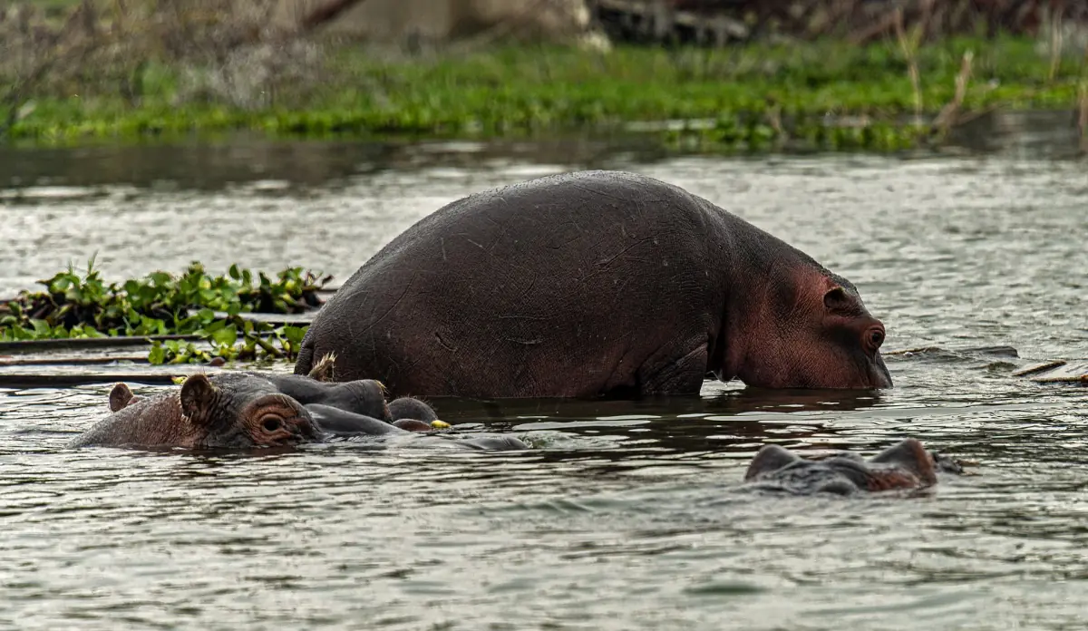 Two hippos in the water of Lake Naivasha beside floating plants