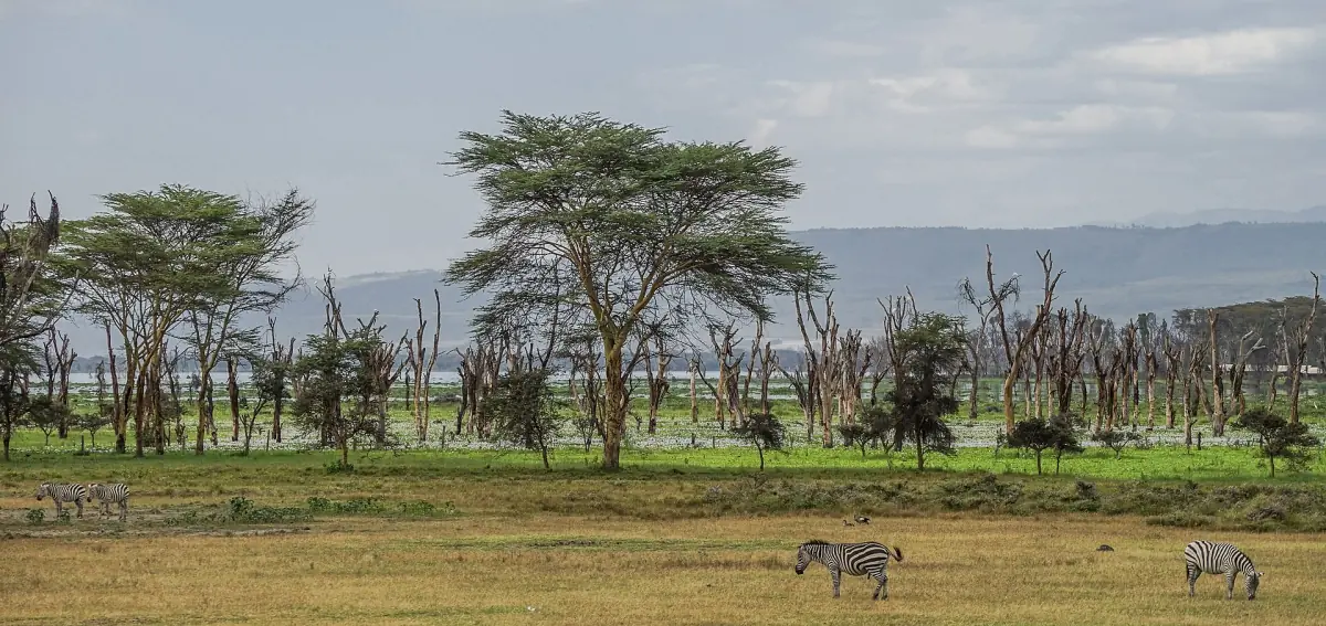 Zebras grazing on open ground under acacia trees on Crescent Island